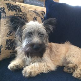 Skye Terrier Puppies from Skye Terriers ‘Of Wallace’s Coven’