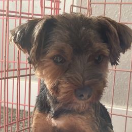 Luna Bug - Yorkshire Terrier