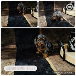 Calliope - Dapple female Dachshund puppy in Licking, Missouri from Piney River Dachshunds