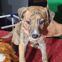 FUEL - Red brindle male Whippet puppy in Ocala, Florida from Sandstorm Whippets