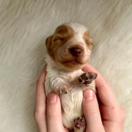 Boy - Piebald male Dachshund puppy in Spicer, Minnesota from Arrow Valley
