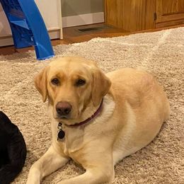 Ginger - Labrador Retriever