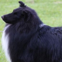 Shetland Sheepdogs from Jeanne Murawski's Shetland Sheepdogs