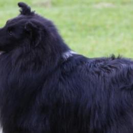 Shetland Sheepdogs from Jeanne Murawski's Shetland Sheepdogs