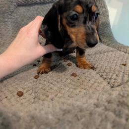 Bonnie - Dapple female Dachshund puppy in Crosby, Texas from House of Slinkys