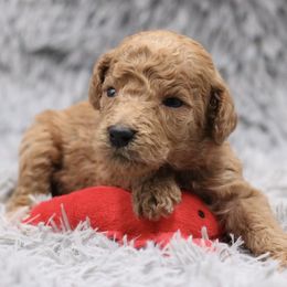 Poodle Puppies from Absolutely Pampered Poodles