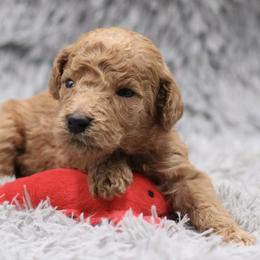 Poodle Puppies from Absolutely Pampered Poodles