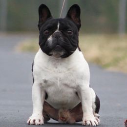 Torreto - French Bulldog