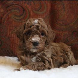 Rusty - Apricot male Poodle puppy in Somerset, Ohio from Odyssey Pups