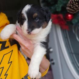 Turkey - Black tri-color male Australian Shepherd puppy in Fort Wayne, Indiana from Grand Ridge Australian Shepherds