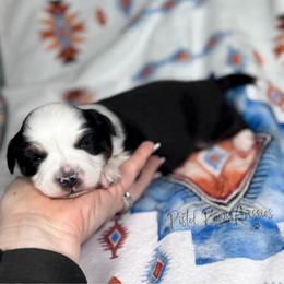 Love Bug - Black tri female Toy Australian Shepherd puppy in Liberty Hill, Texas from Pistol Paws Aussies