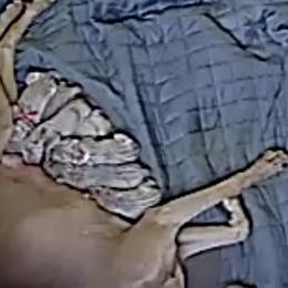 Weimaraner Puppies from Golden Hill’s Weimaraner’s