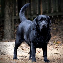 Labrador Retriever All Grown Up from EverOak Labradors