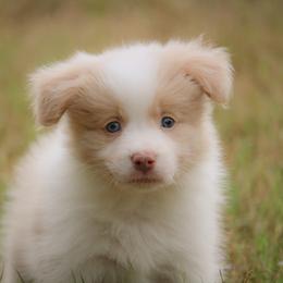 Border Collie Puppies from Effervescent Border Collies