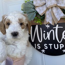 Zero Bar - Goldendoodle puppy from Lola Bear Goldendoodles
