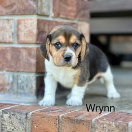 Wrynn - Black tan and white female Beagle puppy in Mansfield, Missouri from Rippee Creek Kennel