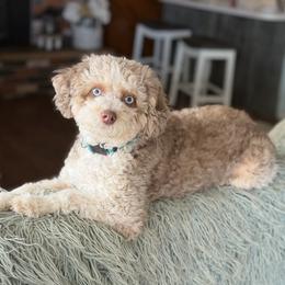 Koko - Aussiedoodle