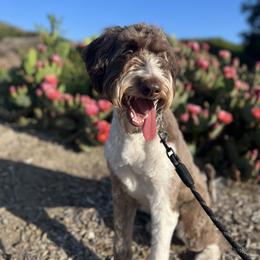 Aussiedoodle and Australian Shepherd Puppies from Junipersdoodles