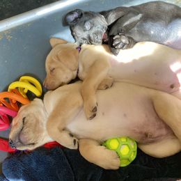 Labrador Retriever Puppies from Green Acres Labradors