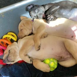 Labrador Retriever Puppies from Green Acres Labradors