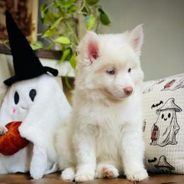Rooster - White male Pomsky puppy in Greenville, South Carolina from Thicketty Mountain Pomskies