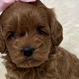 Goldendoodles from Jim Anderson