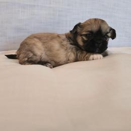 Koko - Tricolor female Shih Tzu puppy in Providence, Rhode Island from All4Paws