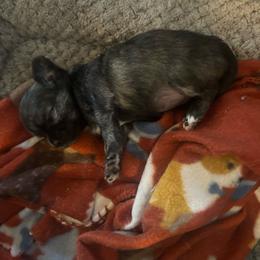 Glory - Chocolate brindled fawn female Chihuahua puppy in Tecumseh, Oklahoma from Callie’s Happy Chihuahuas, Callie’s Happy Treasures LLC