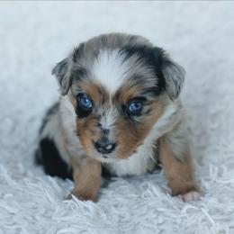 Girl 2 (Pink) - Blue merle female Australian Shepherd puppy in Yakima, Washington from Naches Heights Ranch