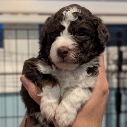 Aussiedoodle puppies from Fur Hollow Puppies