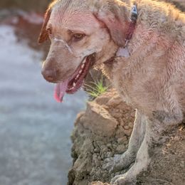 Ibis-Dixie - Light deadgrass female Chesapeake Bay Retriever puppy in Soap Lake, Washington from Desert Oasis Kennels
