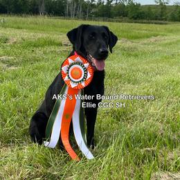 Ellie - Labrador Retriever