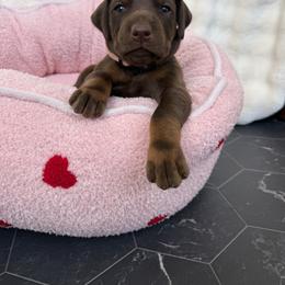 Doberman Pinscher Puppies from Haus of Hound