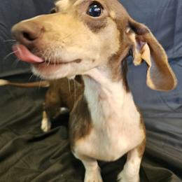Winnie - Dachshund