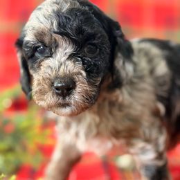 Wilber - Merle male Cockapoo puppy in Saint Louis, Missouri from Jax Doodles