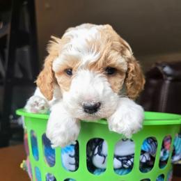 Charm - Red male Cavapoo puppy in Blackfoot, Idaho from Draper Mountain Doodles