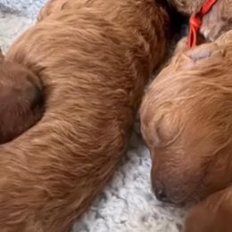 French Bulldogs and Poodles from Beautifulbabypups