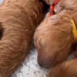 French Bulldogs and Poodles from Beautifulbabypups