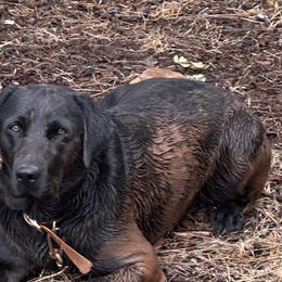 Labrador Retrievers from Dirt Bottom Labs