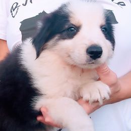 Border Collies from Manor Farms Border Collies