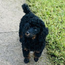 Aussiedoodles and Poodles from BoujeeDoodles