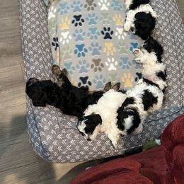 Cavapoo Puppies from Hales Wagging Tails