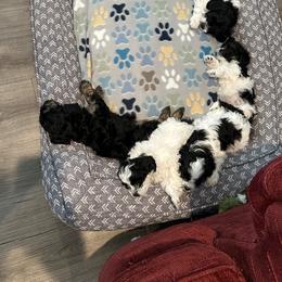Cavapoo Puppies from Hales Wagging Tails