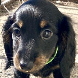 Dachshunds from J and G Dachshunds in South Dakota