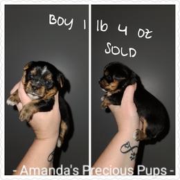 Boy 4 - Yorkshire Terrier puppy in Wartburg, Tennessee from Amanda's Precious Pups
