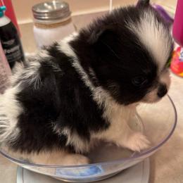 Boy 4 - Black parti male Pomeranian puppy in Minooka, Illinois from Sheree’s Pomeranians