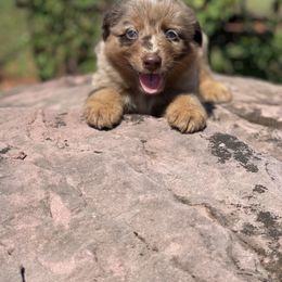 Australian Shepherd Puppies from 3 Crosses Kennels