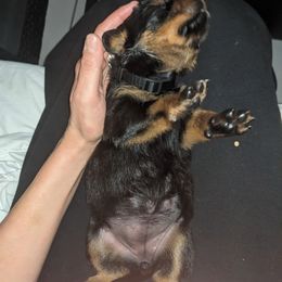 Rottweiler Puppies from Supreme Rottweilers