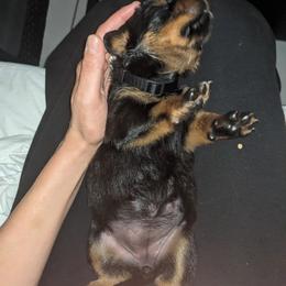 Rottweiler Puppies from Supreme Rottweilers