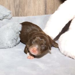 Atlas - Red tri male Miniature Australian Shepherd puppy in Guthrie, Oklahoma from Raised Right Pups